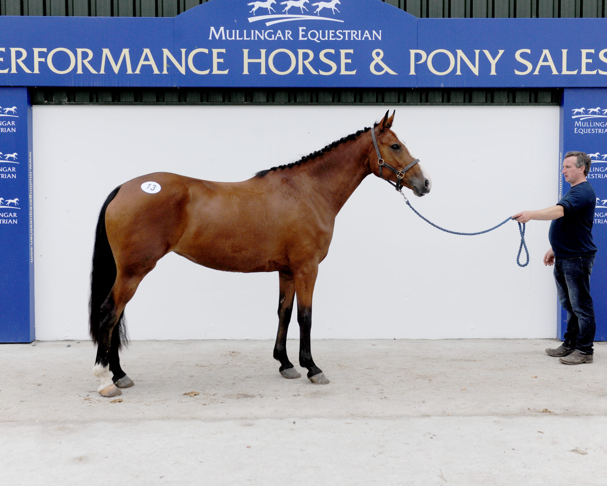 Performance Horse & Pony Sales