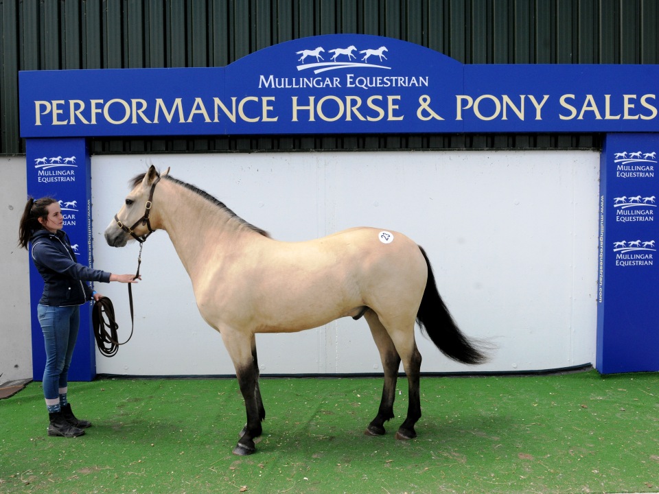 Horse and Pony Sales